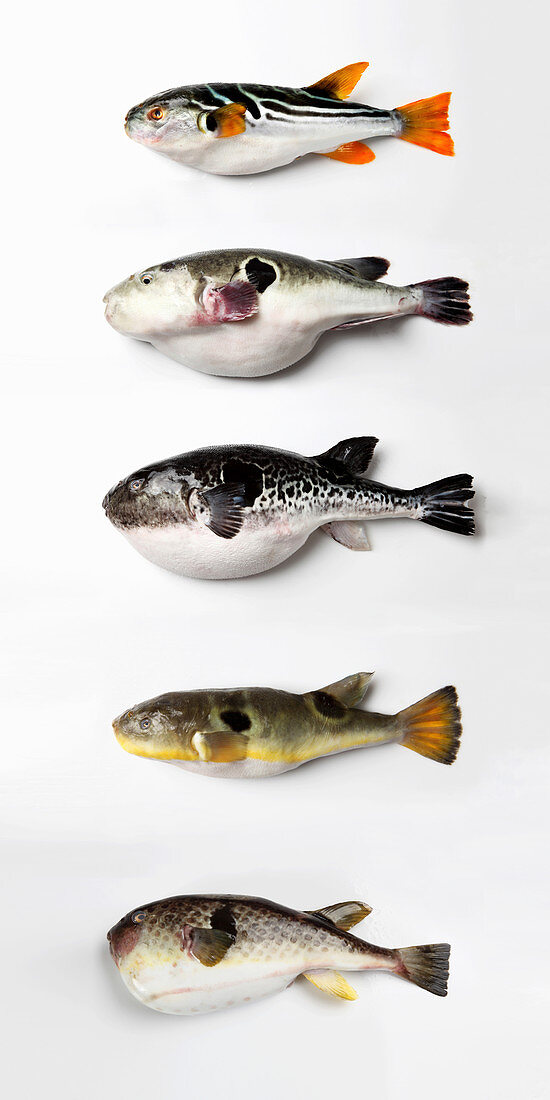Fünf verschiedene Fugus (Kugelfische) auf weißem Untergrund