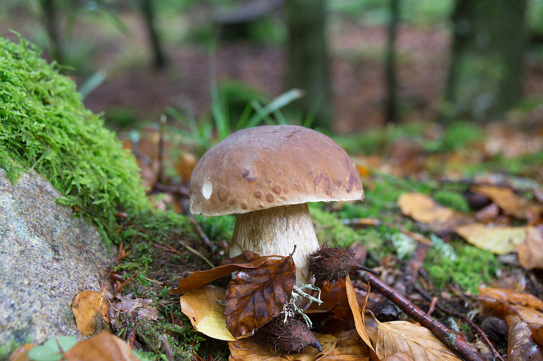 Steinpilz zwischen Moos und Laub