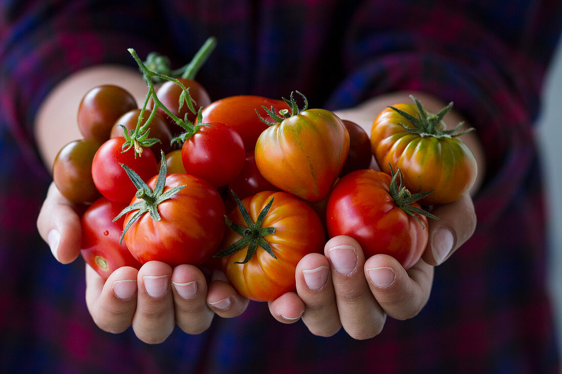 Hands holding different tomato varieties