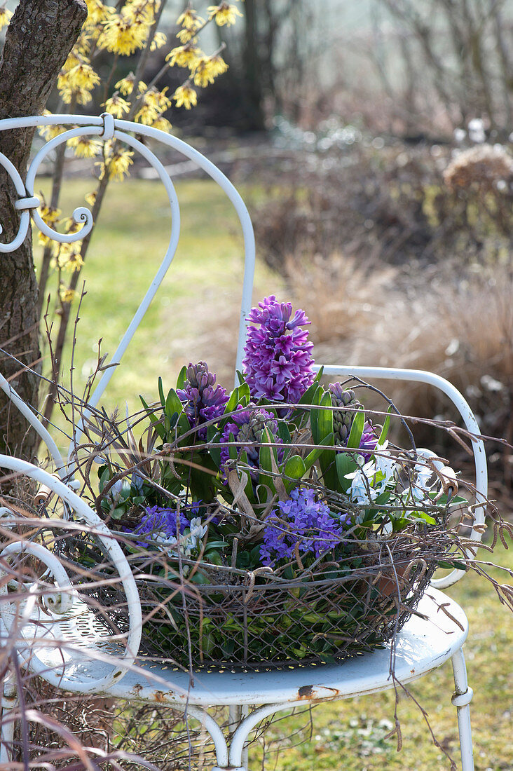 Basket Of Hyacinths, Blue Oysters And Bluebells