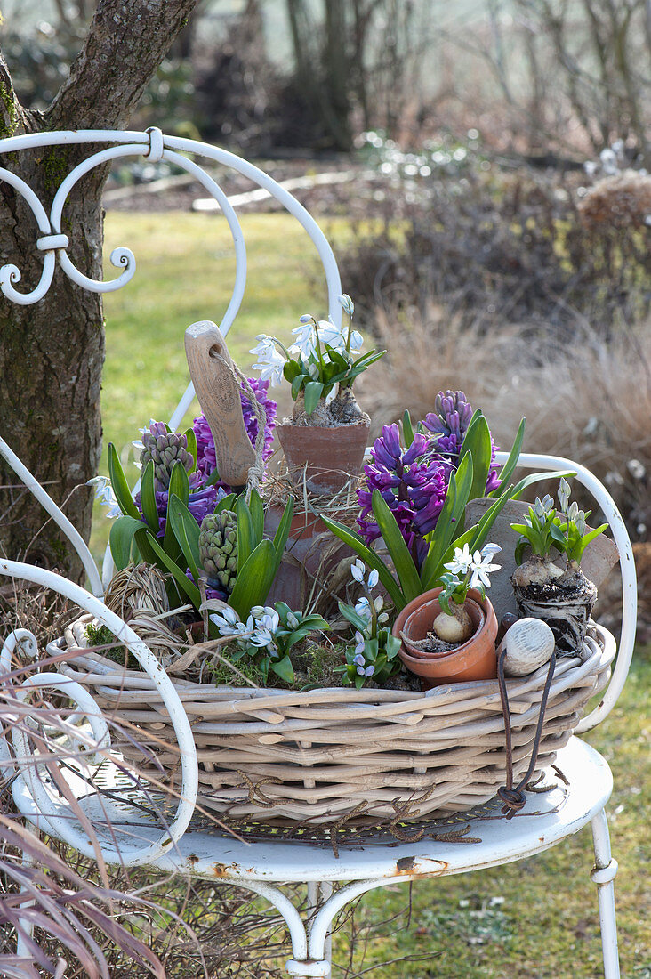 Basket Of Hyacinths And Blue Oysters