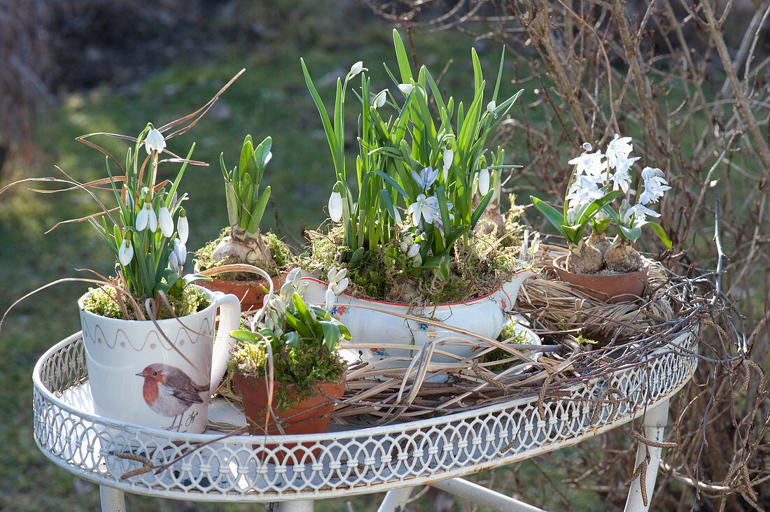 Snowdrops And Blue Oysters As A Table Arrangement