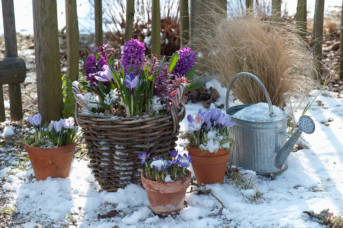 Frühlings-Arrangement im Schnee am Gartenzaun