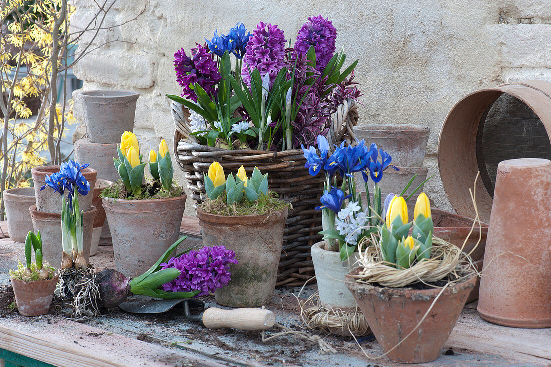 Plant Hyacinths, Tulips And Irises In Pots