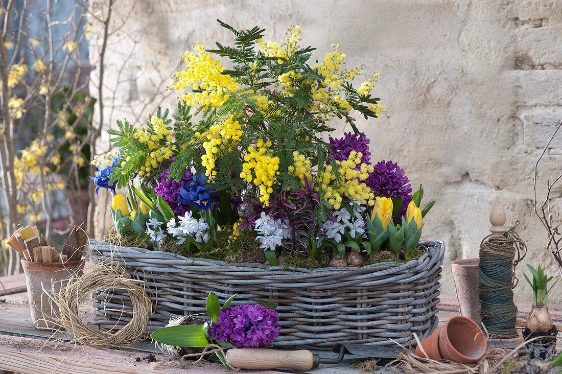 Akazie und Zwiebelblumen im Korbkasten