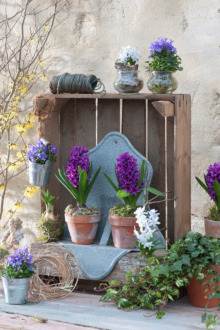 Spring Decoration With Hyacinths In Wooden Box