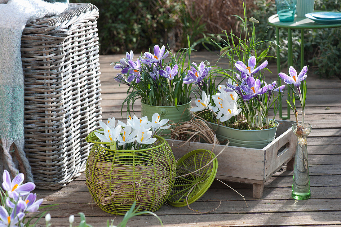 Spring Arrangement With Crocuses