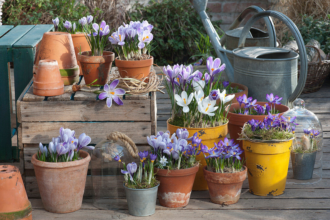 Crocus Arrangement In Pots On The Terrace