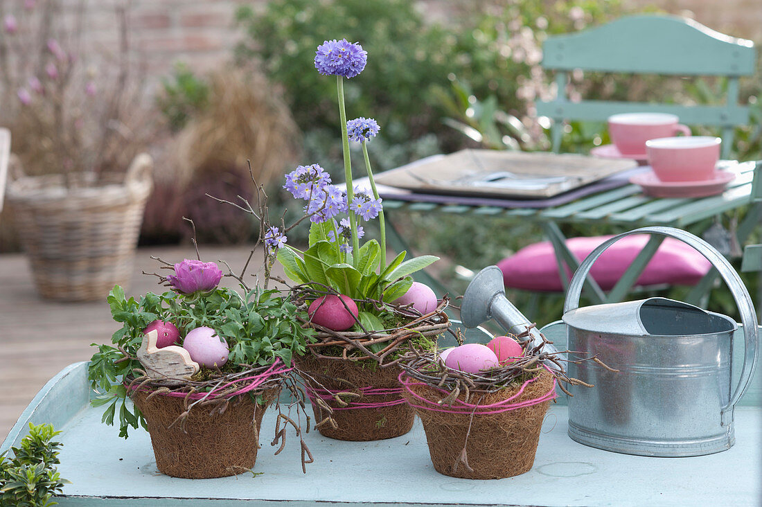 Easter Arrangement With Ranunculus And Primrose In Coconut Pots