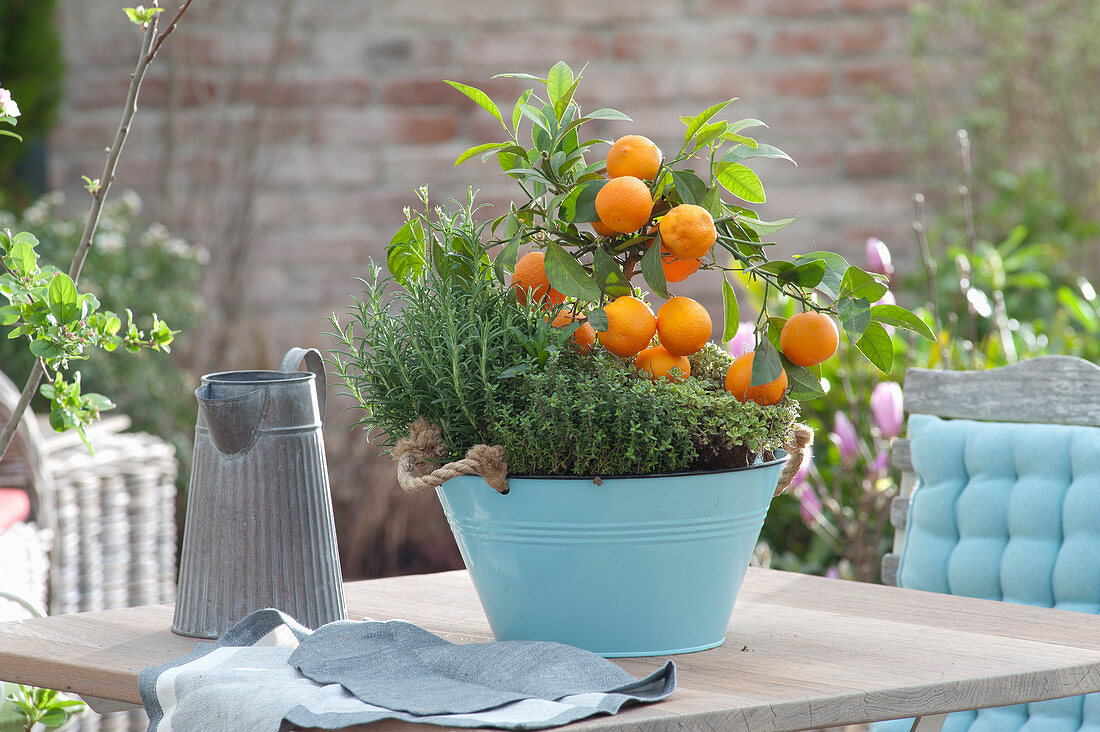 Cup With Calamondine And Herbs