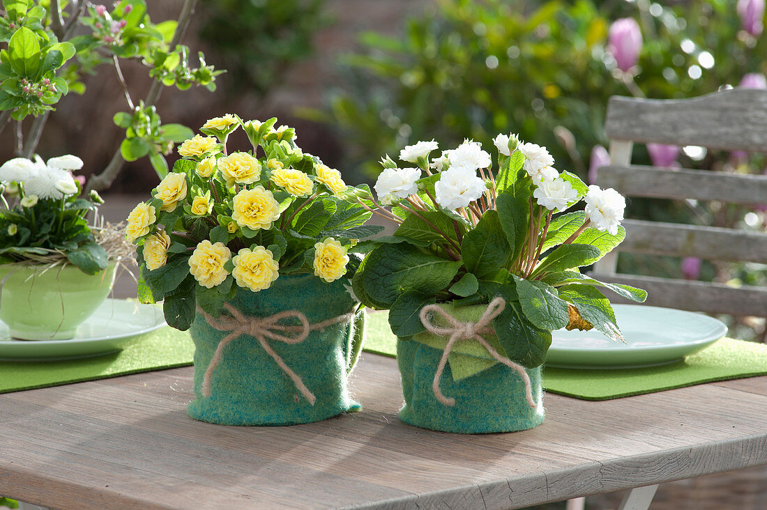 Primroses With Filled Flowers As A Table Decoration