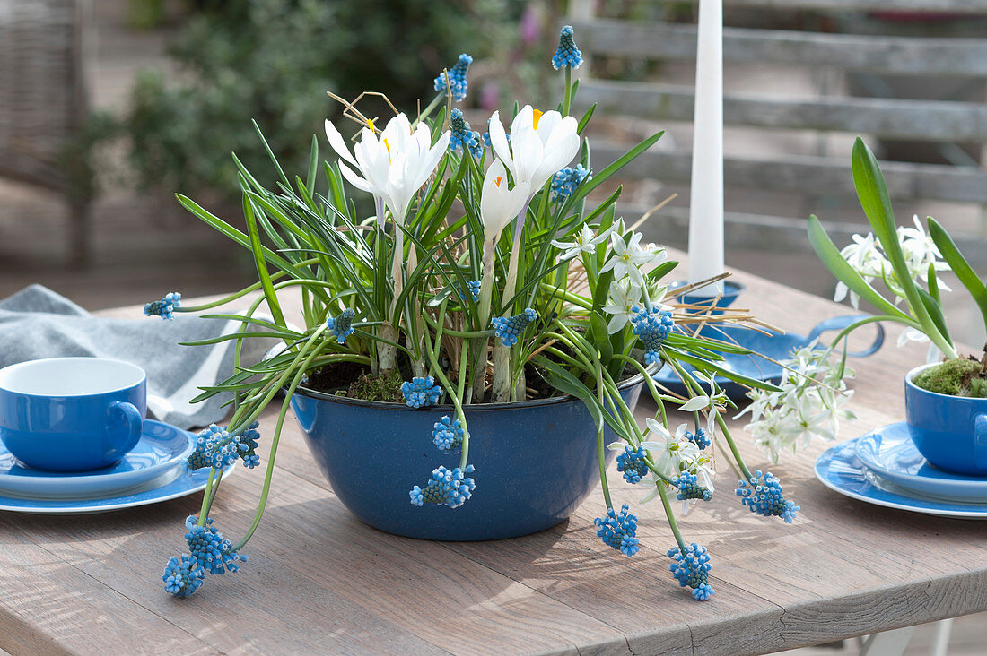 Blue And White Table Decoration With Crocus And Grape Hyacinths