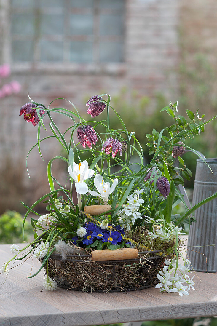 Spring Basket With Checkerboard Flowers, Crocus And Mich Star