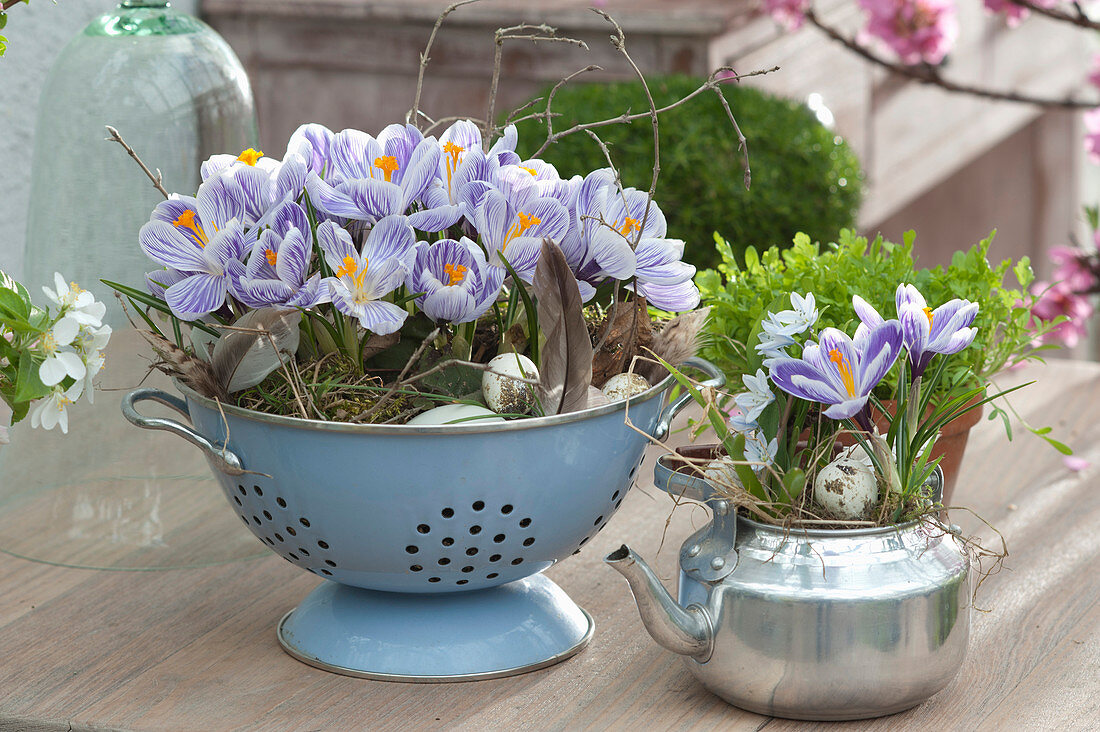 Crocus 'striped Beauty' In Enameled Colander