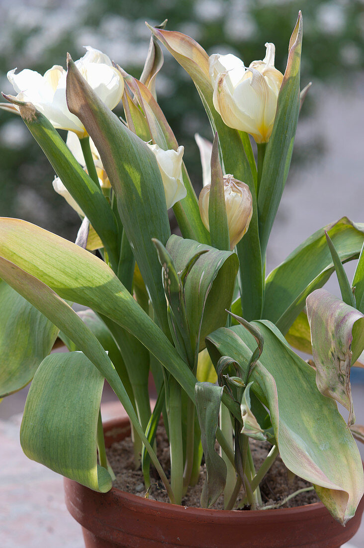 Ill Tulips With Crippled Flowers