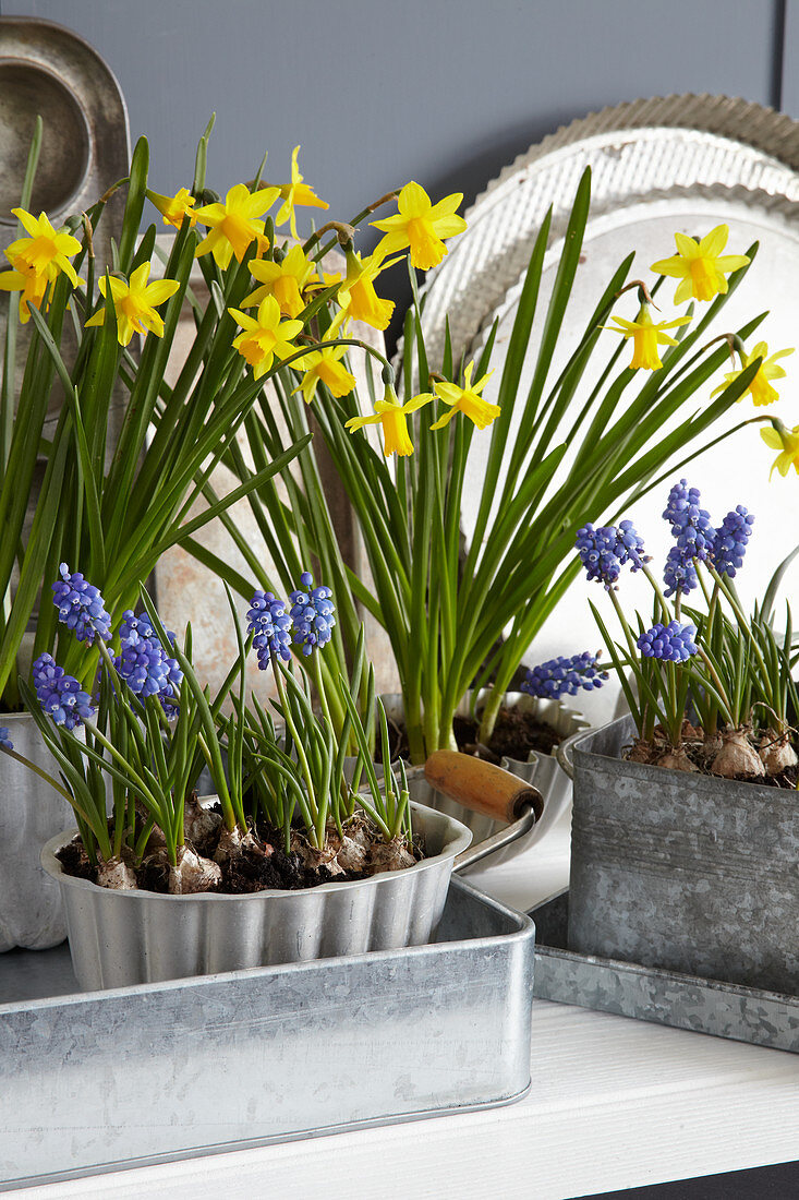 Narcissi and grape hyacinths in zinc containers