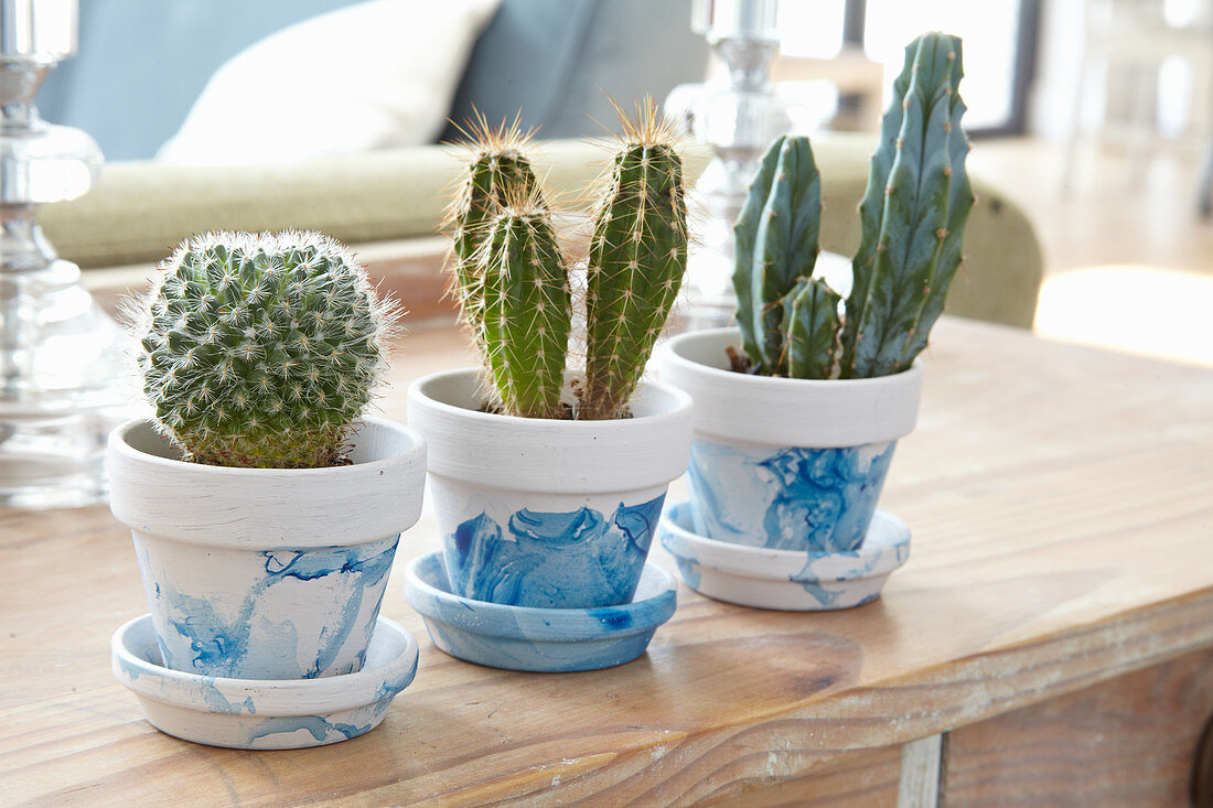 Row of cacti in marbled pots