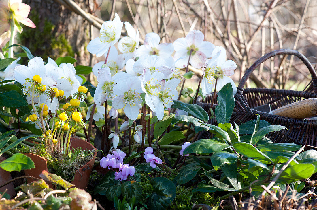 Blooming Christmas rose in the bed