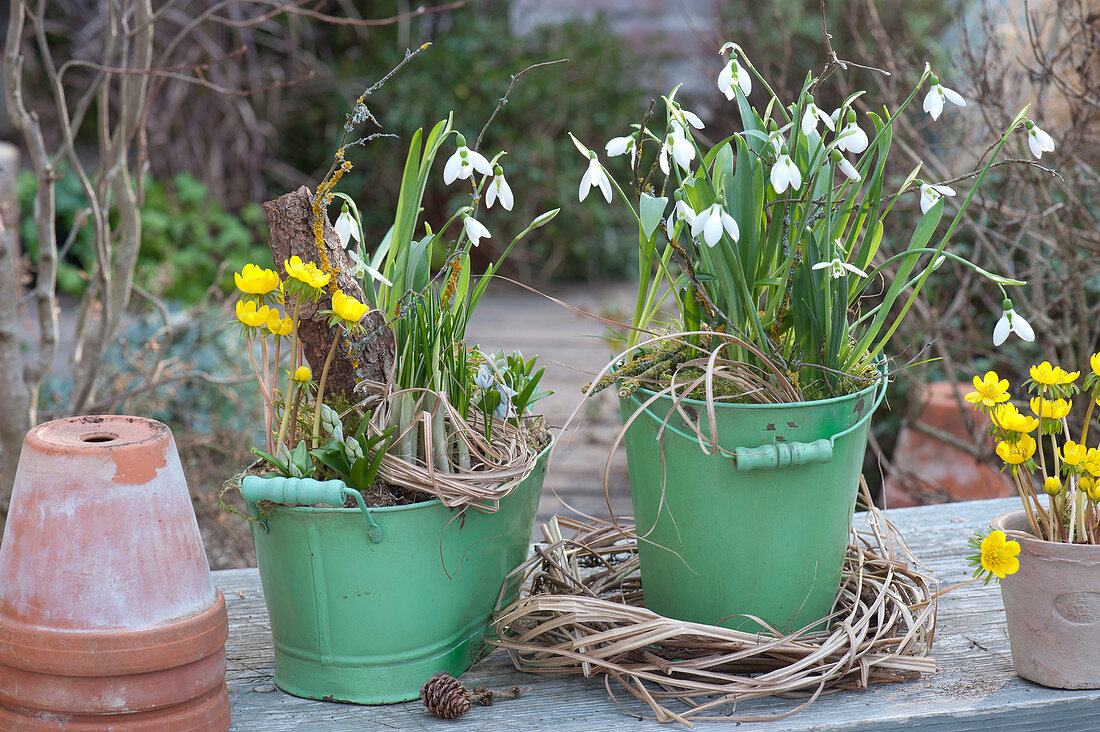 Snowdrops and Winter aconite in green tin containers