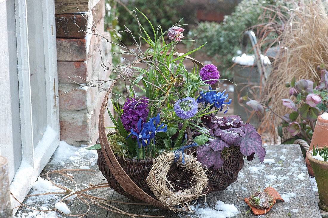 Spring basket planted with hyacinths, net iris and primroses