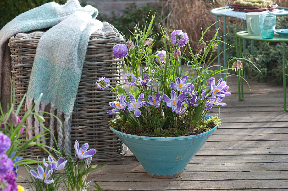 Bowl with crocus 'Striped Beauty' and ball primroses