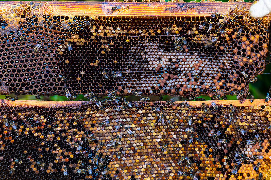 Honigwaben mit Bienen