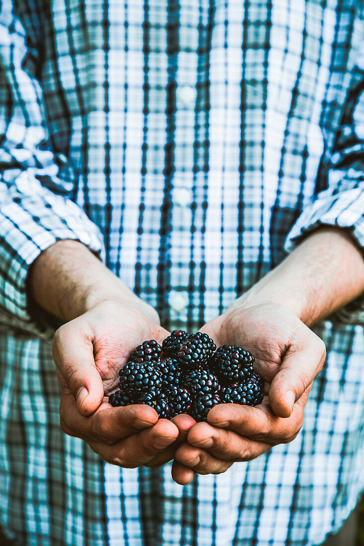 Farmers hands with freshly harvested organic blackberries