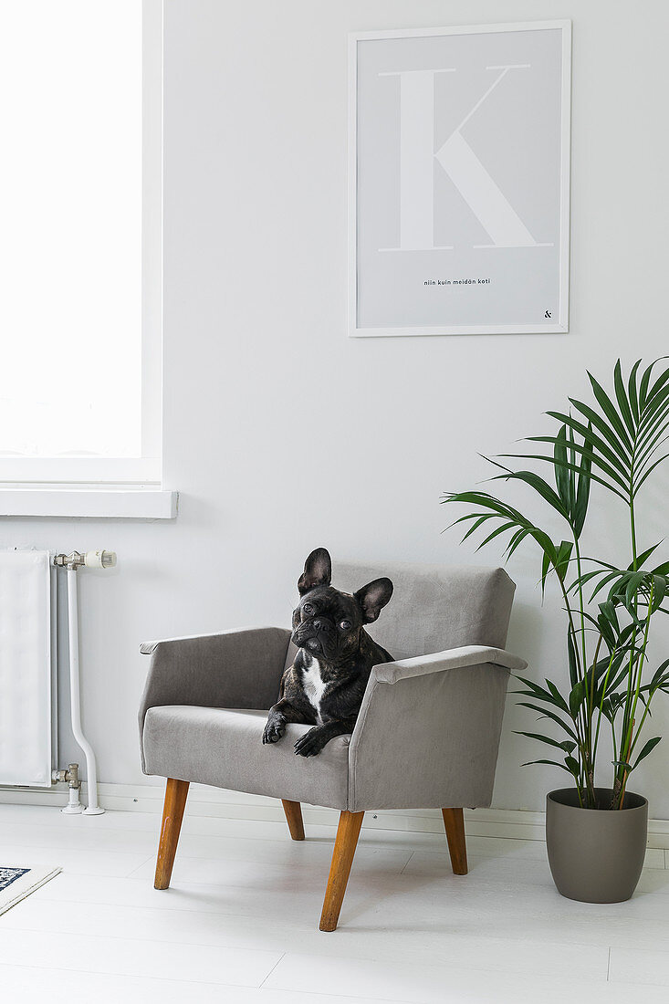 Dog sitting on grey armchair next to houseplant