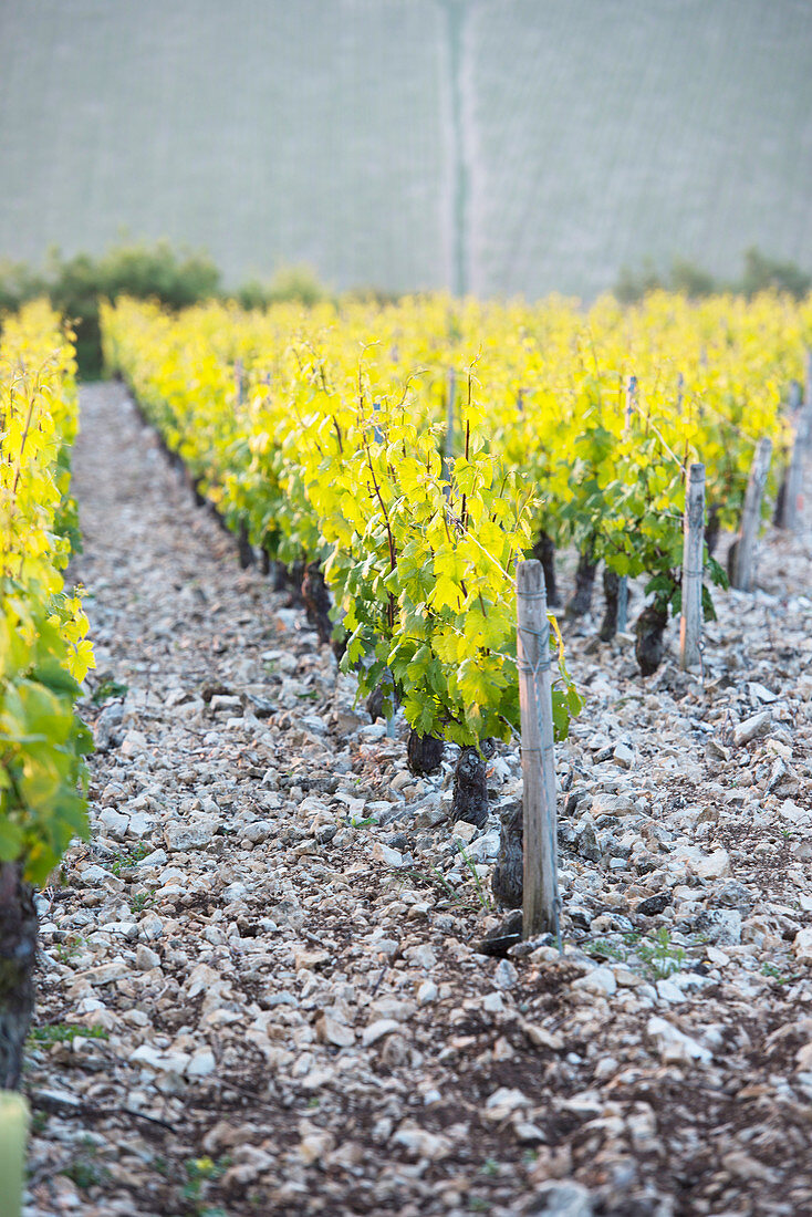 Jurassic limestone terrain is a perfect match for Chardonnay