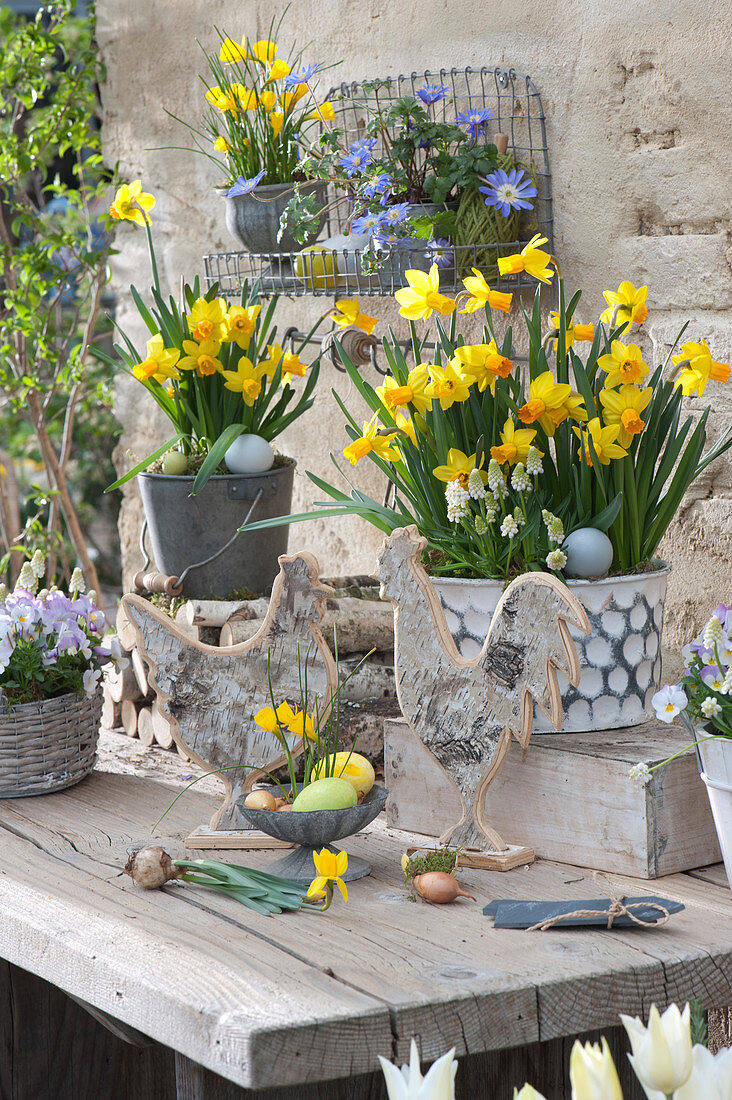 Terrace arrangement with daffodils and grape hyacinths