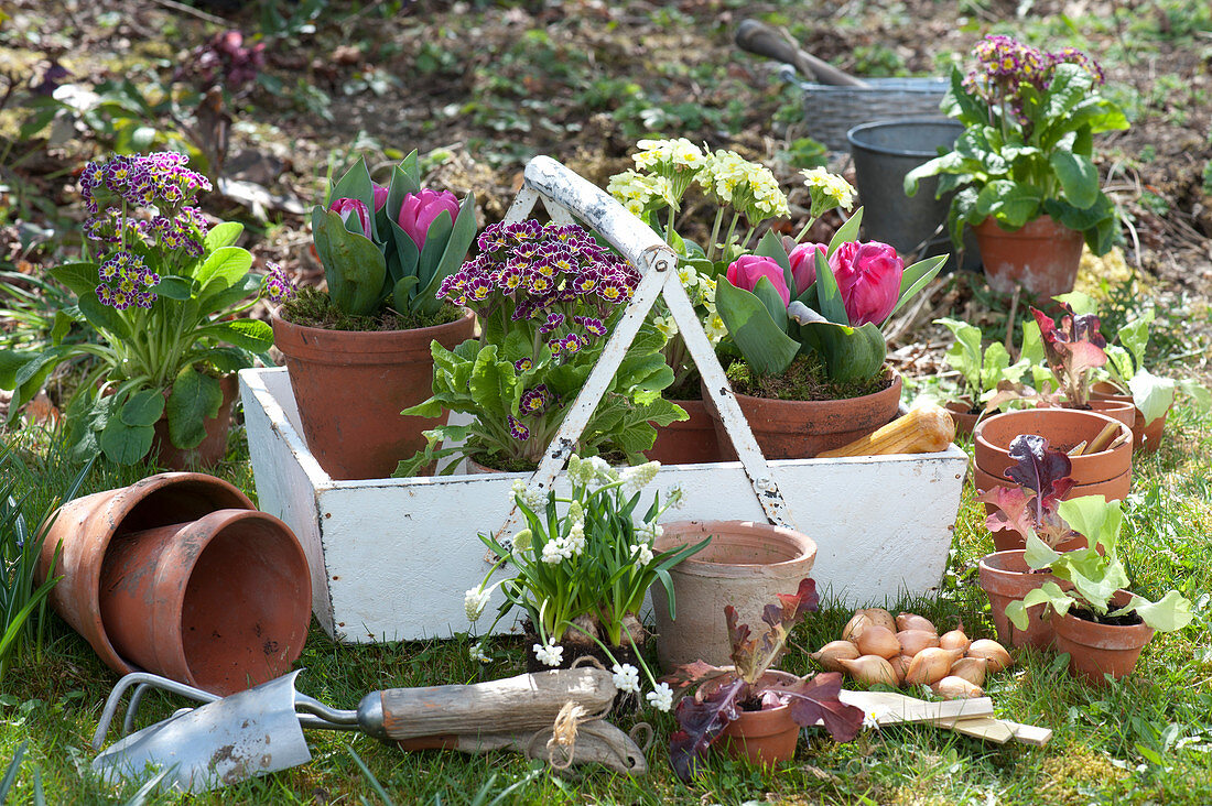 Planting basket with primroses and tulips