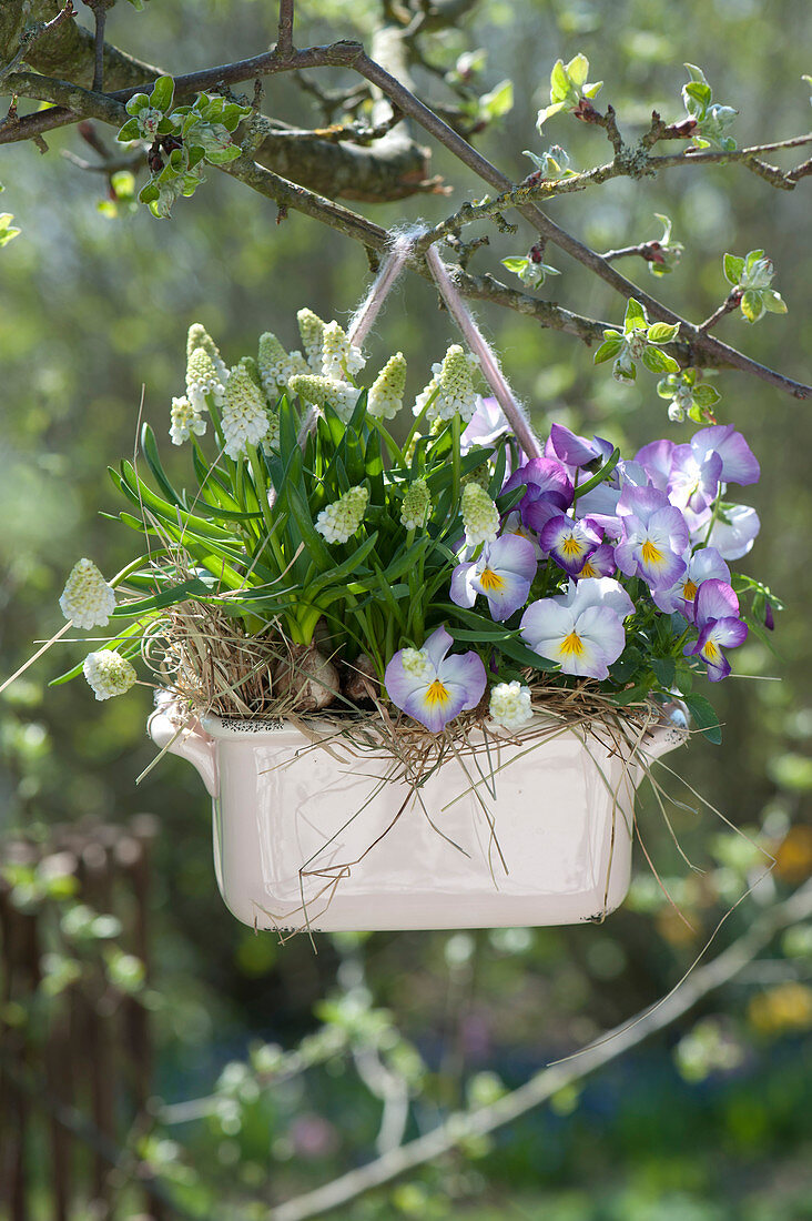 Jardiniere hung on a tree as a traffic light