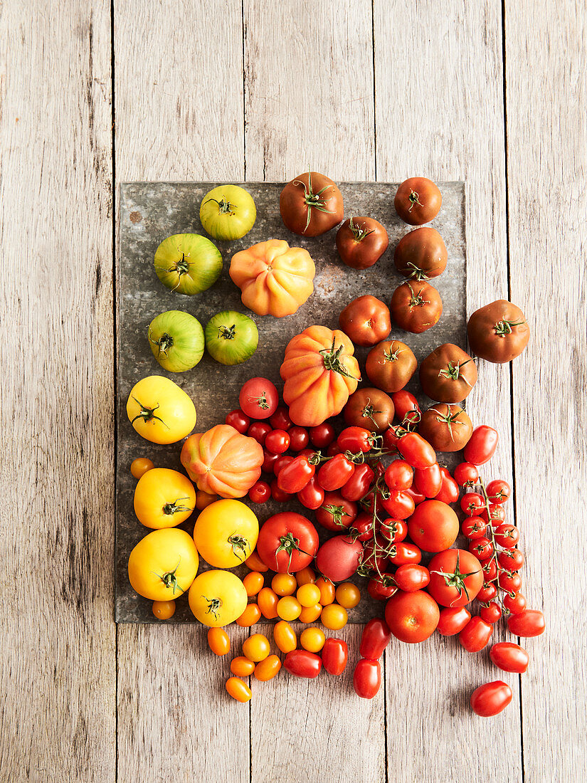 Selection of tomatoes
