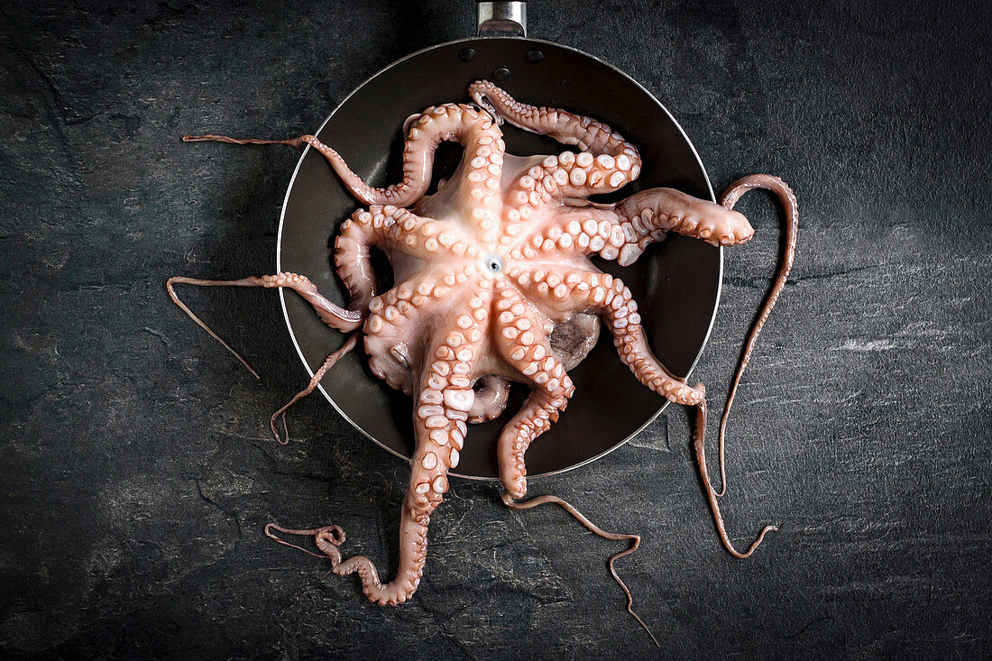 Raw and cleaned octopus ready for preparing