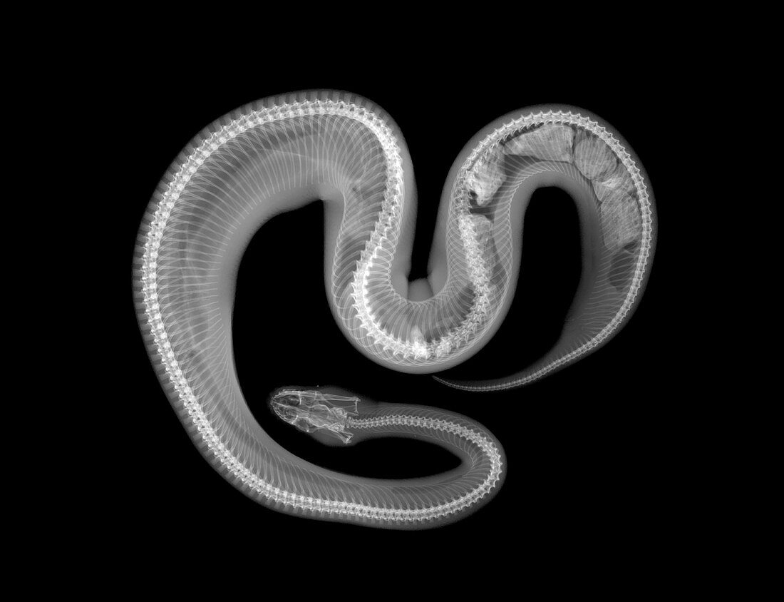 Boa snake, X-ray