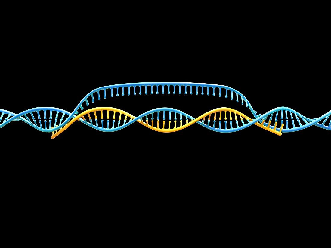 Gene editing complex, illustration