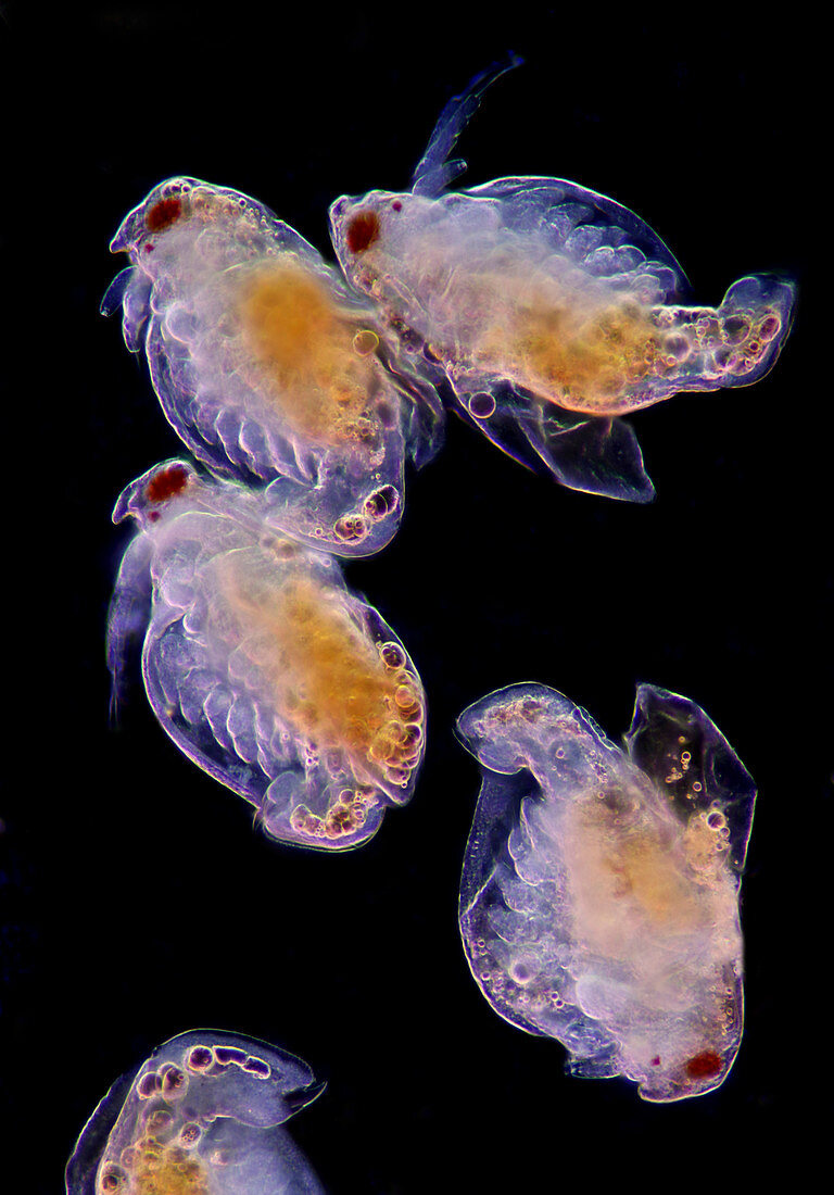 Newly born water fleas, light micrograph