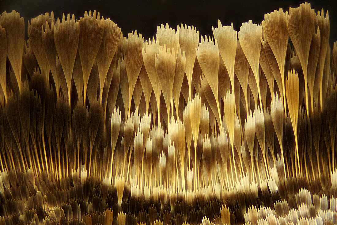 Moth wing scales, light micrograph