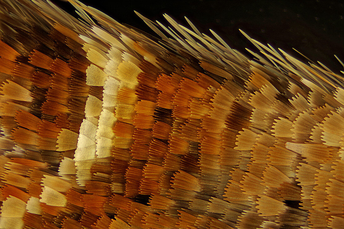 Moth wing scales, light micrograph