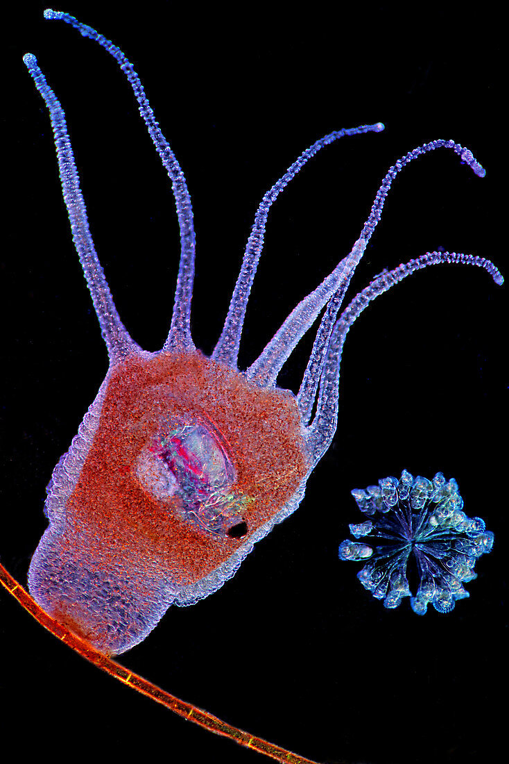 Hydra, ingested water flea and rotifers, light micrograph