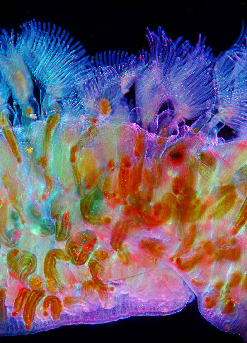 Bryozoan colony, light micrograph