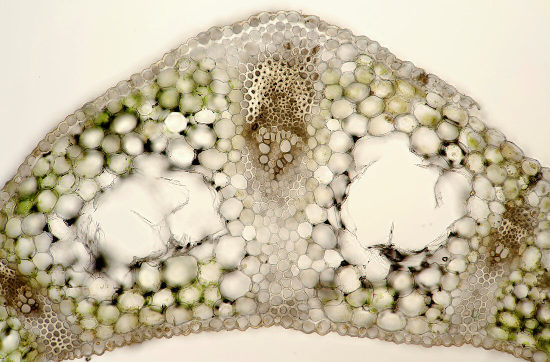 Convallaria leaf tissue, light micrograph