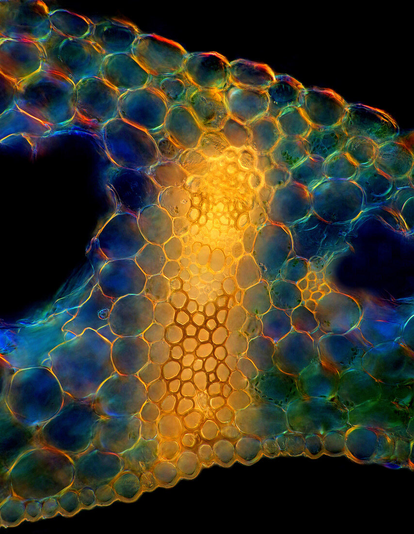 Convallaria leaf vascular bundle, light micrograph