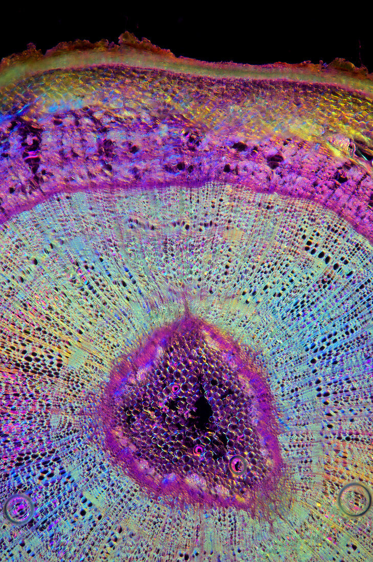 Spurge laurel stalk tissue, light micrograph