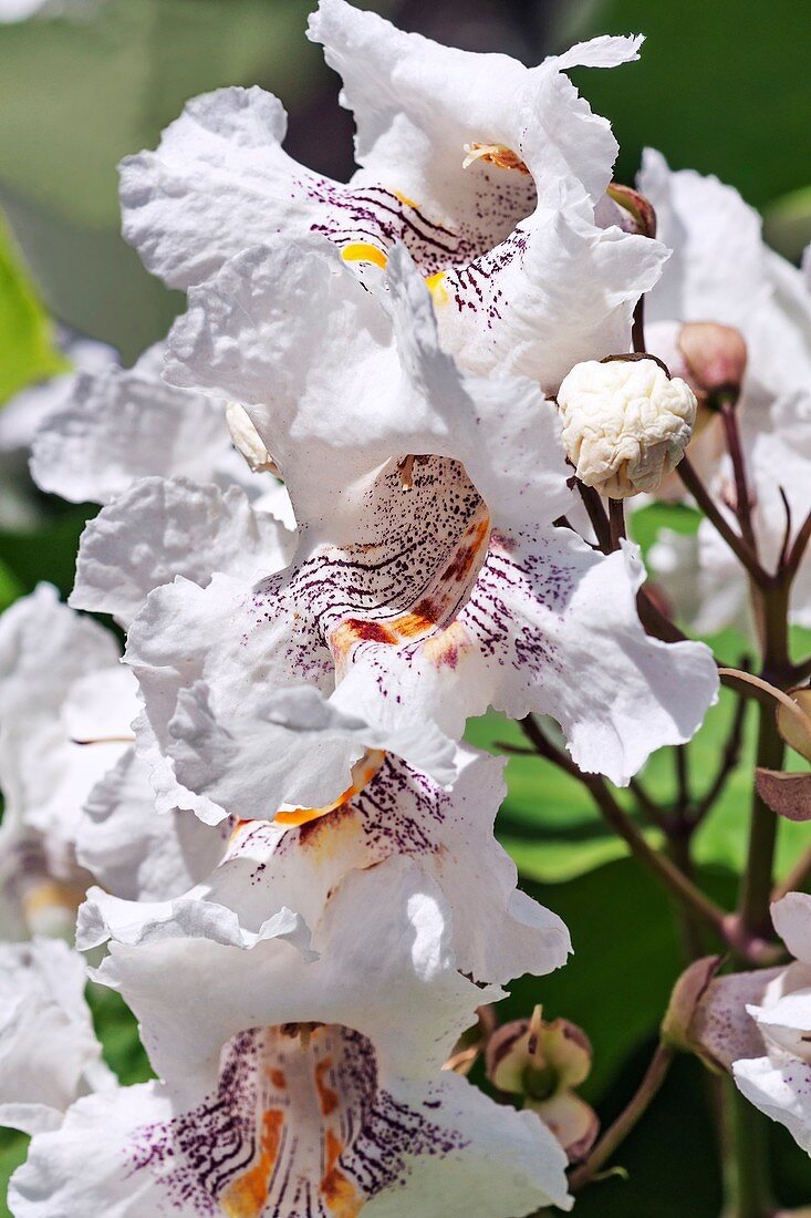 Northern catalpa (Catalpa speciosa) flowers