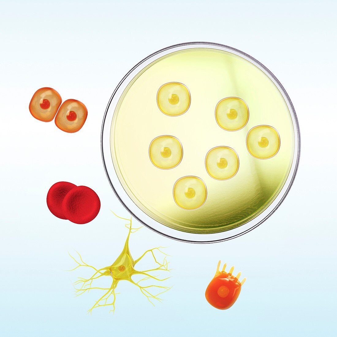 Culturing stem cells, illustration