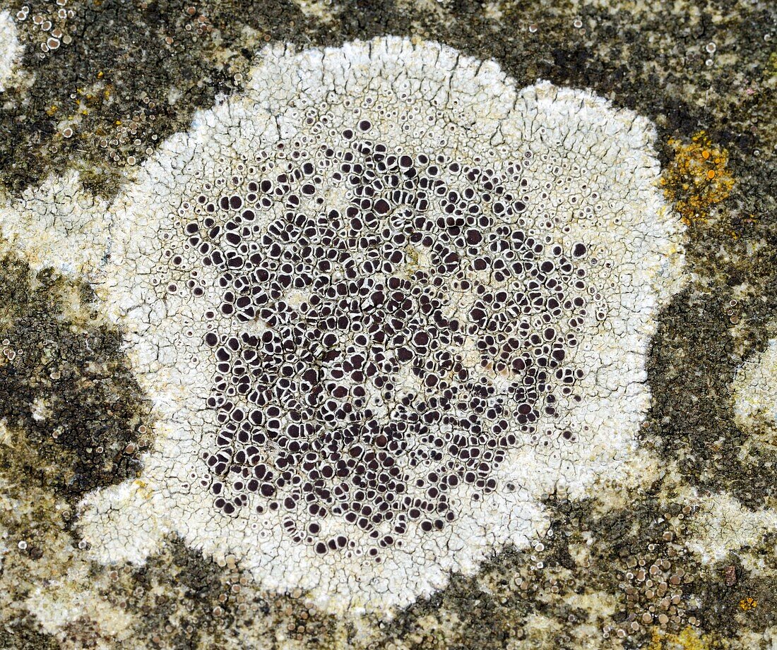 Lichen (Lecanora campestris)
