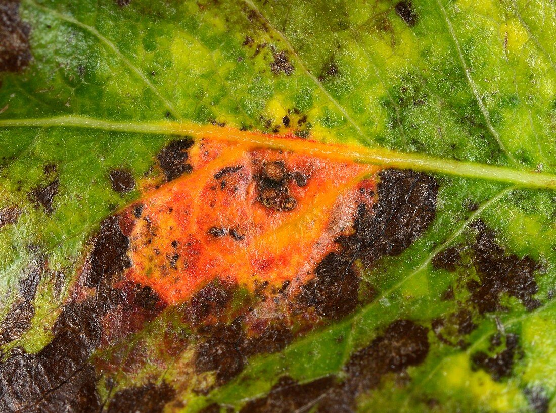 Pear rust on pear leaf