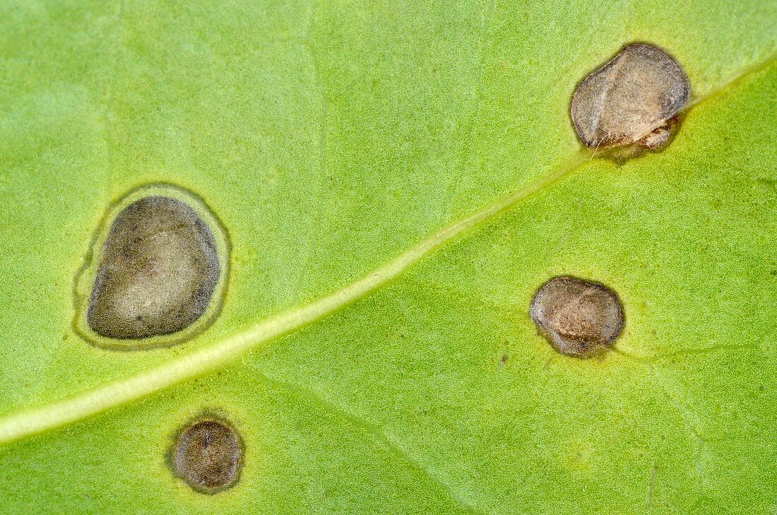 Phyllosticta lesions on holly leaf