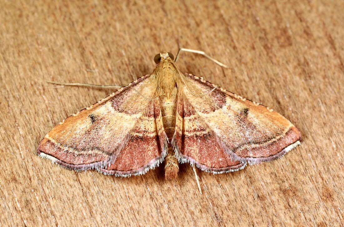 Rosy tabby moth